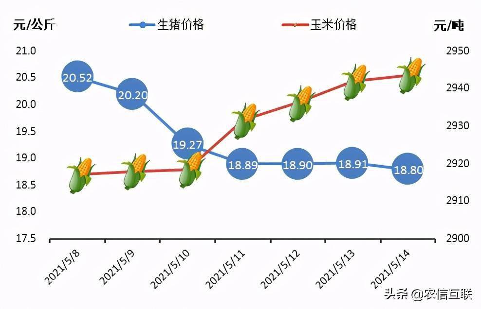 最新猪价情况，市场波动、影响因素及未来趋势分析