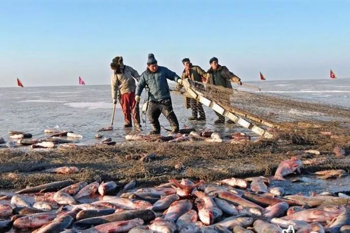 东北大哥最新动态，从地域文化到全国影响力