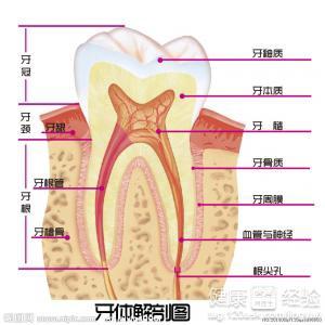 最新乳牙保髓技术，守护儿童口腔健康的创新之路