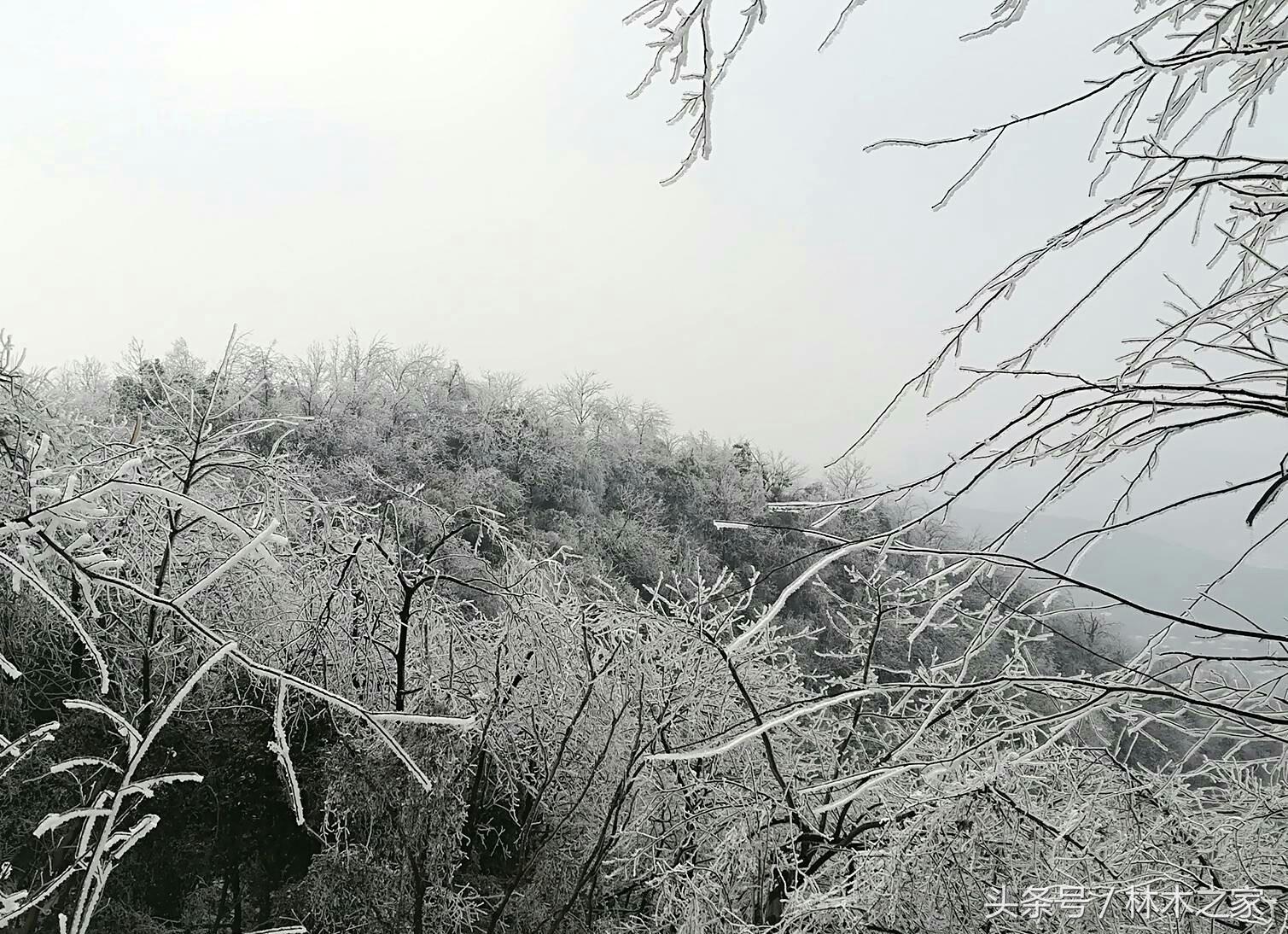 岳麓山下雪最新，一场冬日仙境的浪漫邂逅